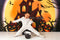Kate Halloween Citrouilles Sorcière Maison Toile de fond conçue par Chain Photographie - Kate Backdrop FR
