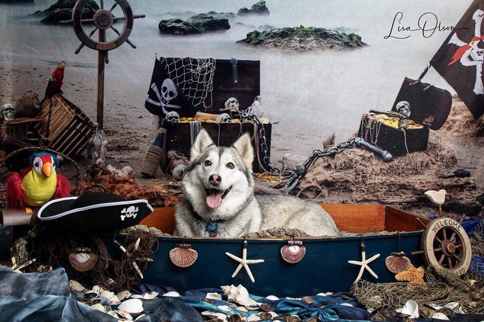 Katebackdrop£ºKate Summer Sea Pirate backdrop designed by studio gumot