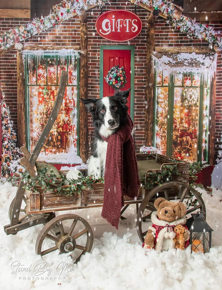 Kate Décorations Noël Cadeaux Neige Boutique Toile de fond pour la photographie - Kate Backdrop FR