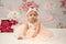 Katec Motif Floral Rose Blanc Bébé Toile de fond pour la photographie - Kate Backdrop FR