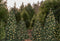 Kate Arbres de Noël Toile de fond Forêt pour la photographie - Kate Backdrop FR