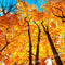 Kate Ciel Forêt Automne Jaune Toile de fond conçu par Chain Photography - Kate Backdrop FR