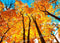 Kate Ciel Forêt Automne Jaune Toile de fond conçu par Chain Photography - Kate Backdrop FR