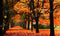 Kate Jaune Forêt Automne Arbres Toile de fond conçue par Chain Photography - Kate Backdrop FR