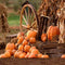 Kate Ferme Récolte Automne Citrouille Halloween Toile de fond pour la photographie - Kate Backdrop FR