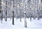 Kate Forêt Noël Hiver Blanc Toile de fond pour la photographie - Kate Backdrop FR